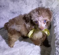 T  Cup Merle , a female Poodle - Toy  for sale in Hollywood, FL – 3 of 7