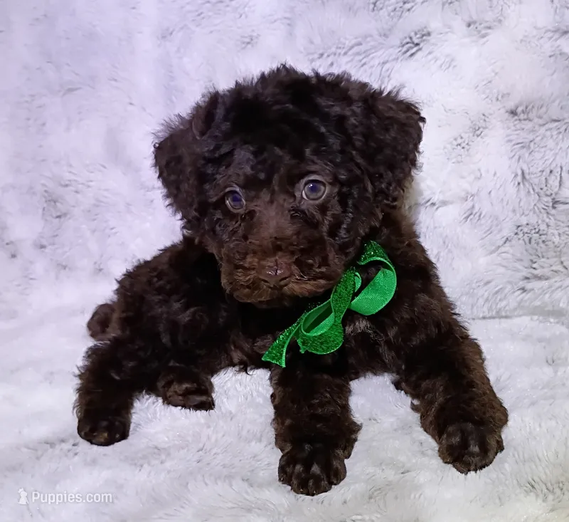 Chocolate Yogi  – Poodle - Miniature  puppy for sale in Hollywood, FL