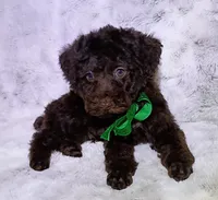 Chocolate Yogi , a male Poodle - Miniature  for sale in Hollywood, FL – 2 of 3
