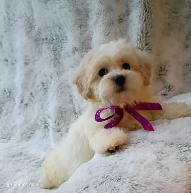 Lil Lady  – Maltipoo puppy for sale in Hollywood, FL