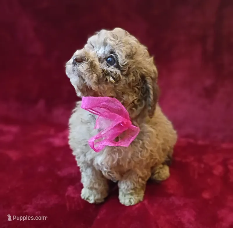 Princess Merle  – Poodle - Toy  puppy for sale in Hollywood, FL