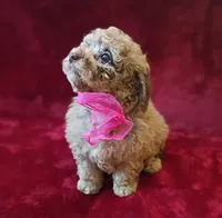 Princess Merle , a female Poodle - Toy  for sale in Hollywood, FL – 1 of 5