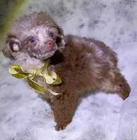T  Cup Merle , a female Poodle - Toy  for sale in Hollywood, FL – 7 of 7