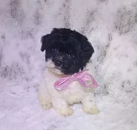 Cookies and Cream , a female Maltipoo for sale in Hollywood, FL – 3 of 4