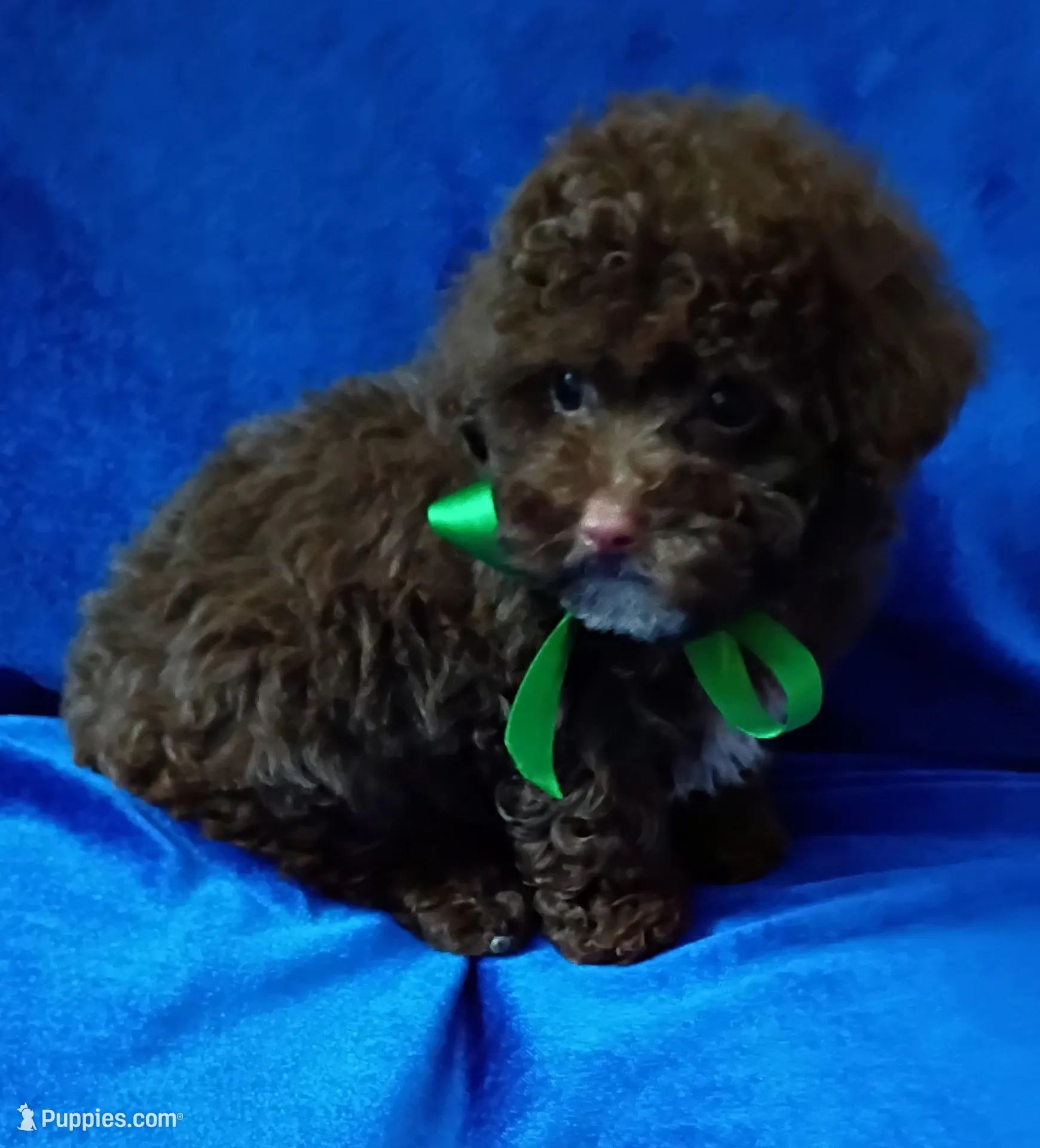 Gizmo deposit received , a male Poodle - Toy  for sale in Hollywood, FL – Photo 5 of 5