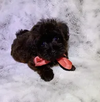 Little Lindy, a female Yorkipoo for sale in Hollywood, FL – 2 of 4