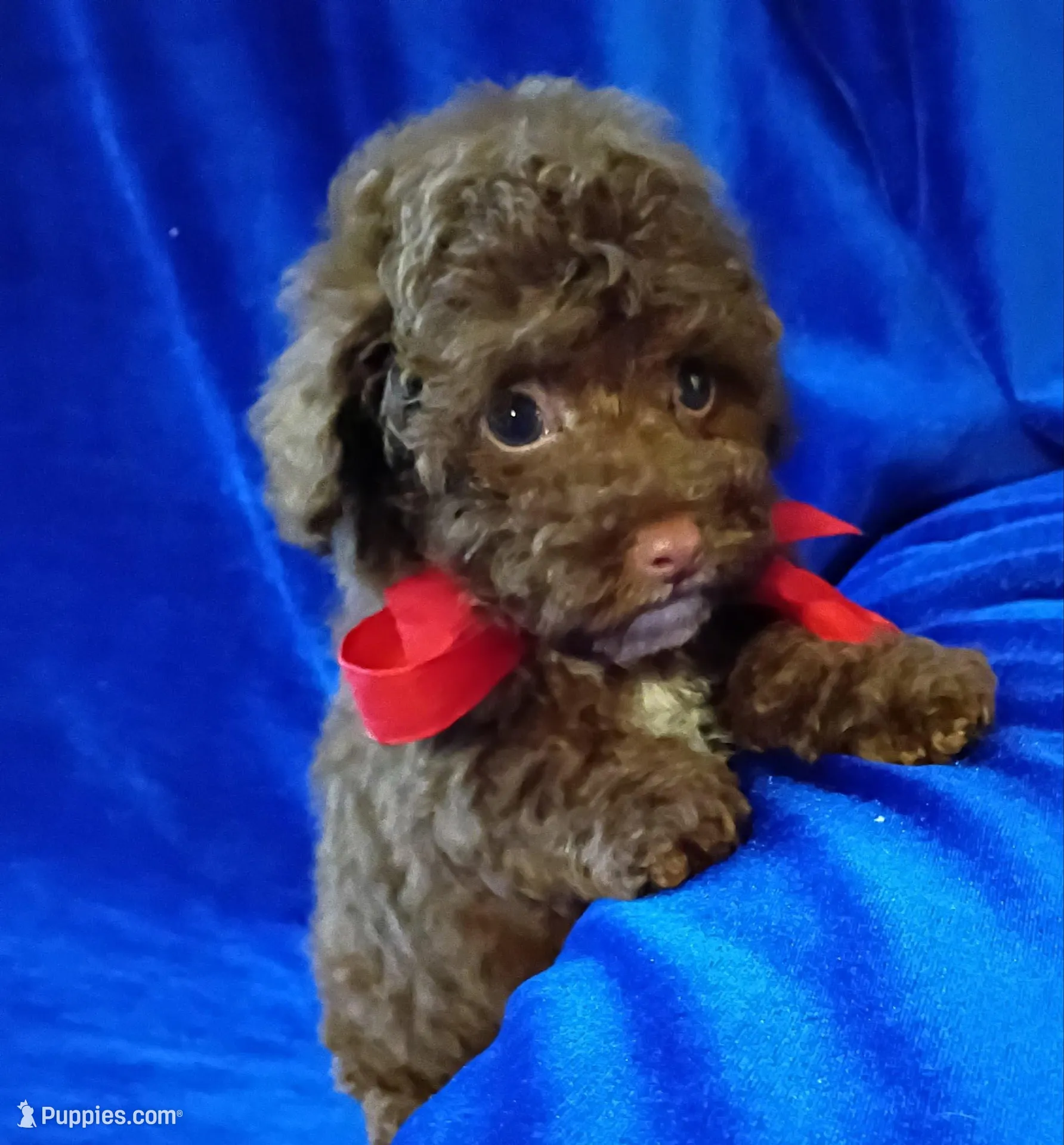 Colby – Poodle - Toy  puppy for sale in Hollywood, FL