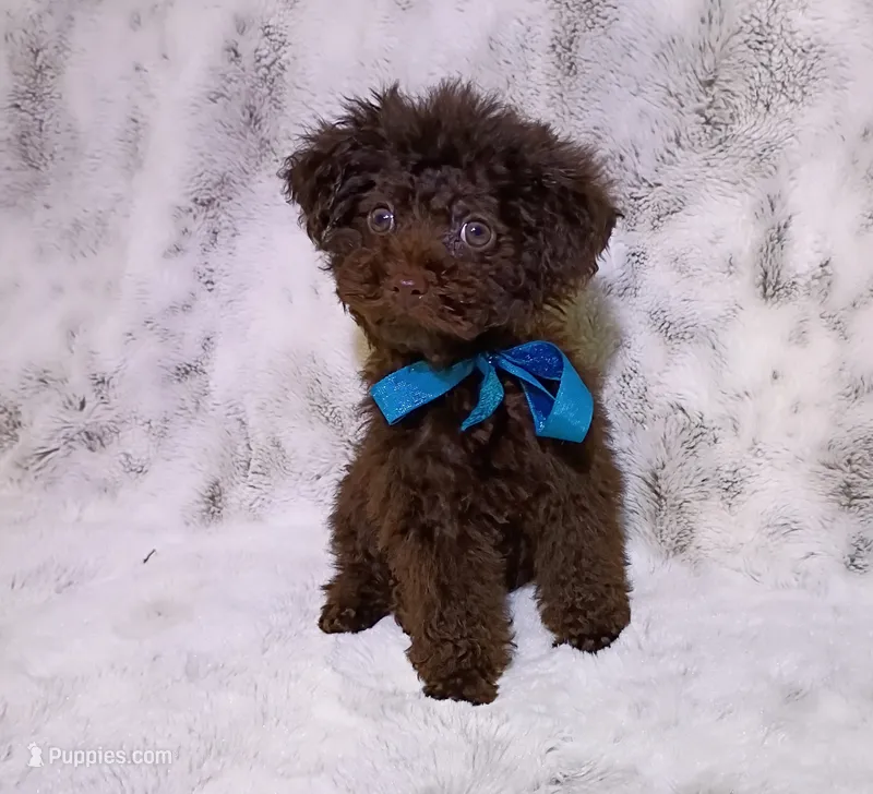 Lil Green eyed chocolate boy – Poodle - Toy  puppy for sale in Hollywood, FL