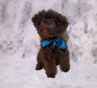 Lil Green eyed chocolate boy, a male Poodle - Toy  for sale in Hollywood, FL – 1 of 4