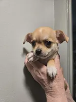 Tan-tan, a female Chihuahua for sale in Caldwell, ID – Photo 2 of 4