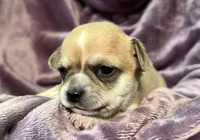 Tan-tan, a female Chihuahua for sale in Caldwell, ID – Photo 4 of 4