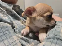Tan-tan, a female Chihuahua for sale in Caldwell, ID – Photo 3 of 4
