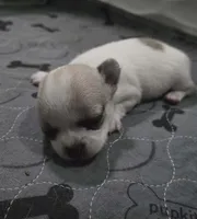 Cosmo, a male Chihuahua for sale in Caldwell, ID – Photo 10 of 10