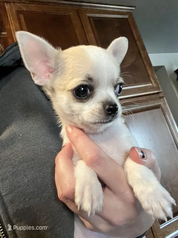 Cosmo, a male Chihuahua for sale in Caldwell, ID – Photo 1 of 10