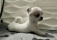 Cosmo, a male Chihuahua for sale in Caldwell, ID – Photo 7 of 10