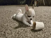 Cosmo, a male Chihuahua for sale in Caldwell, ID – Photo 2 of 10