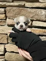 Cosmo, a male Chihuahua for sale in Caldwell, ID – Photo 6 of 10