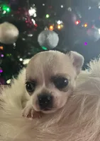 Cosmo, a male Chihuahua for sale in Caldwell, ID – Photo 8 of 10