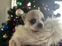 Cosmo, a male Chihuahua for sale in Caldwell, ID – Photo 9 of 10