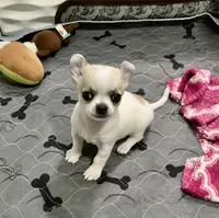 Cosmo, a male Chihuahua for sale in Caldwell, ID – Photo 3 of 10