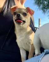 Tan-tan, a female Chihuahua for sale in Caldwell, ID – 2 of 8