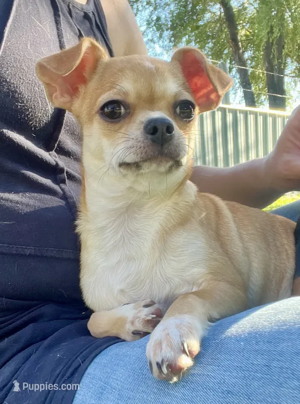 Tan-tan – Chihuahua puppy for sale in Caldwell, ID
