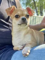 Tan-tan, a female Chihuahua for sale in Caldwell, ID – 1 of 8