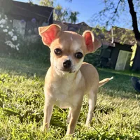 Tan-tan, a female Chihuahua for sale in Caldwell, ID – 4 of 8