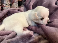 Cream, a female Chihuahua for sale in Caldwell, ID – Photo 5 of 5