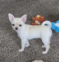 Cream, a female Chihuahua for sale in Caldwell, ID – 2 of 7