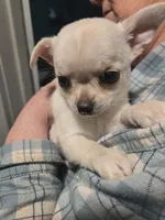 Cream, a female Chihuahua for sale in Caldwell, ID – Photo 1 of 5