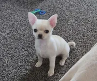 Cream, a female Chihuahua for sale in Caldwell, ID – 1 of 7