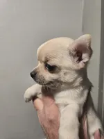 Cream, a female Chihuahua for sale in Caldwell, ID – Photo 2 of 5