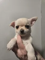 Cream, a female Chihuahua for sale in Caldwell, ID – Photo 3 of 5