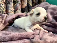 Cream, a female Chihuahua for sale in Caldwell, ID – Photo 4 of 5