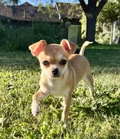 Tan-tan, a female Chihuahua for sale in Caldwell, ID – 3 of 8
