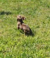 Trinity AKC, a female Dachshund for sale in McKenzie, TN – 6 of 10