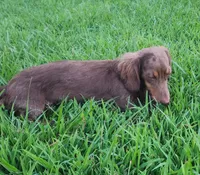 Trinity AKC, a female Dachshund for sale in McKenzie, TN – 2 of 10