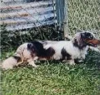 Monkey , a male Dachshund for sale in McKenzie, TN – 8 of 8