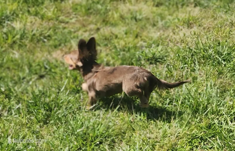Trinity AKC – Dachshund puppy for sale in McKenzie, TN