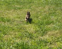 Trinity AKC, a female Dachshund for sale in McKenzie, TN – 3 of 10