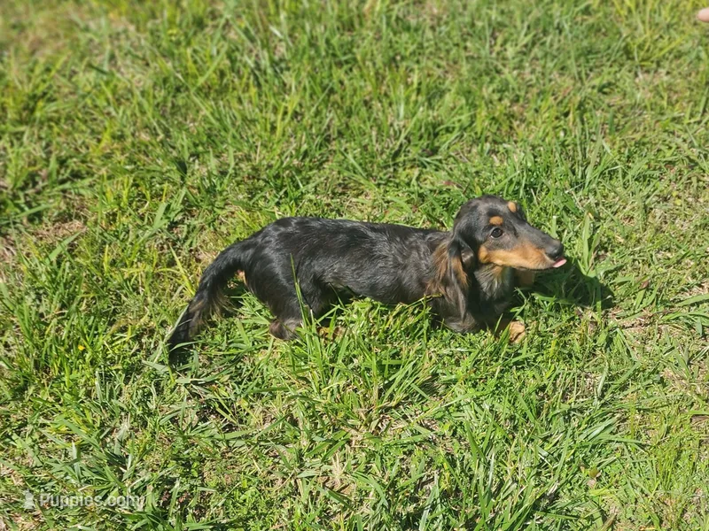 Blue Bell – Miniature Dachshund puppy for sale in McKenzie, TN