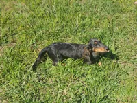 Blue Bell, a female Miniature Dachshund for sale in McKenzie, TN – 1 of 6