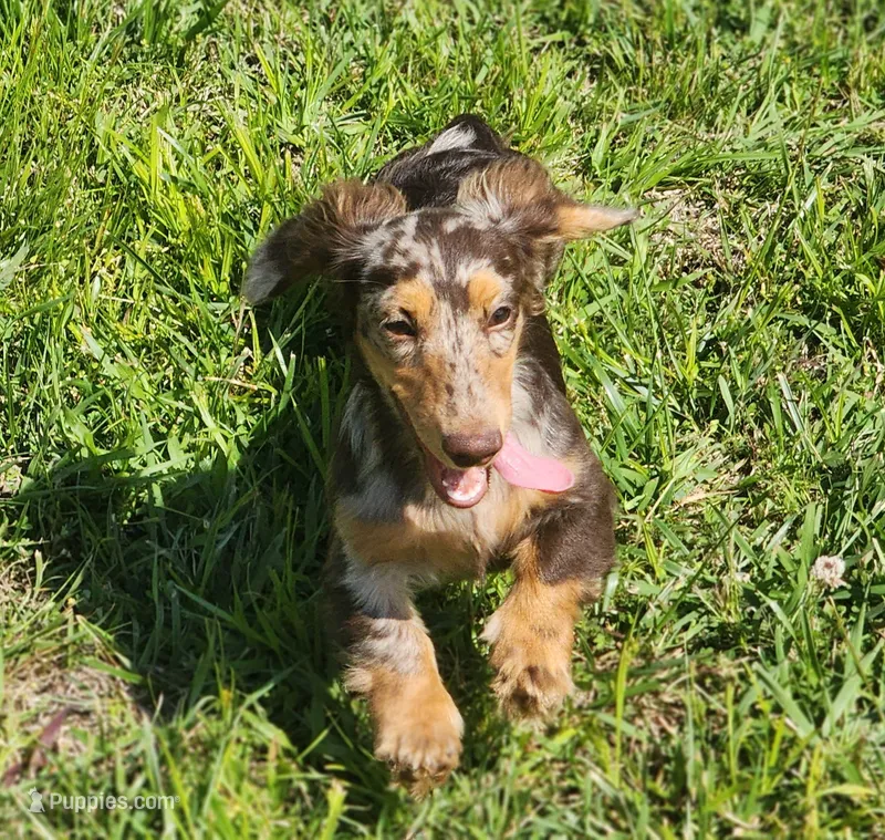 Monkey  – Dachshund puppy for sale in McKenzie, TN
