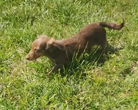 Trinity AKC, a female Dachshund for sale in McKenzie, TN – 2 of 10