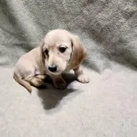 Jigger Bug, a male Dachshund for sale in McKenzie, TN – Photo 2 of 3