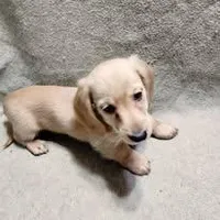 Jigger Bug, a male Dachshund for sale in McKenzie, TN – Photo 3 of 3