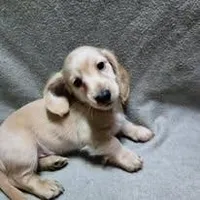 Jigger Bug, a male Dachshund for sale in McKenzie, TN – Photo 1 of 3