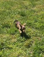 Trinity AKC, a female Dachshund for sale in McKenzie, TN – 5 of 10