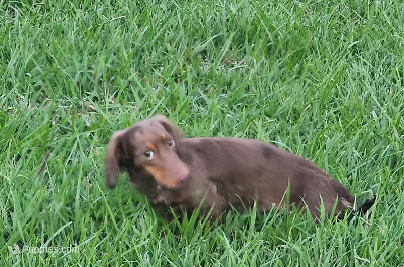 Trinity AKC – Dachshund puppy for sale in McKenzie, TN